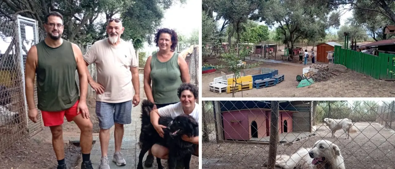 L'oasi dei randagi di Palmi,\u00A0rifugio sicuro per cani soli o maltrattati. I volontari:\u00A0«Venite a trovarli anche solo per una carezza»\n