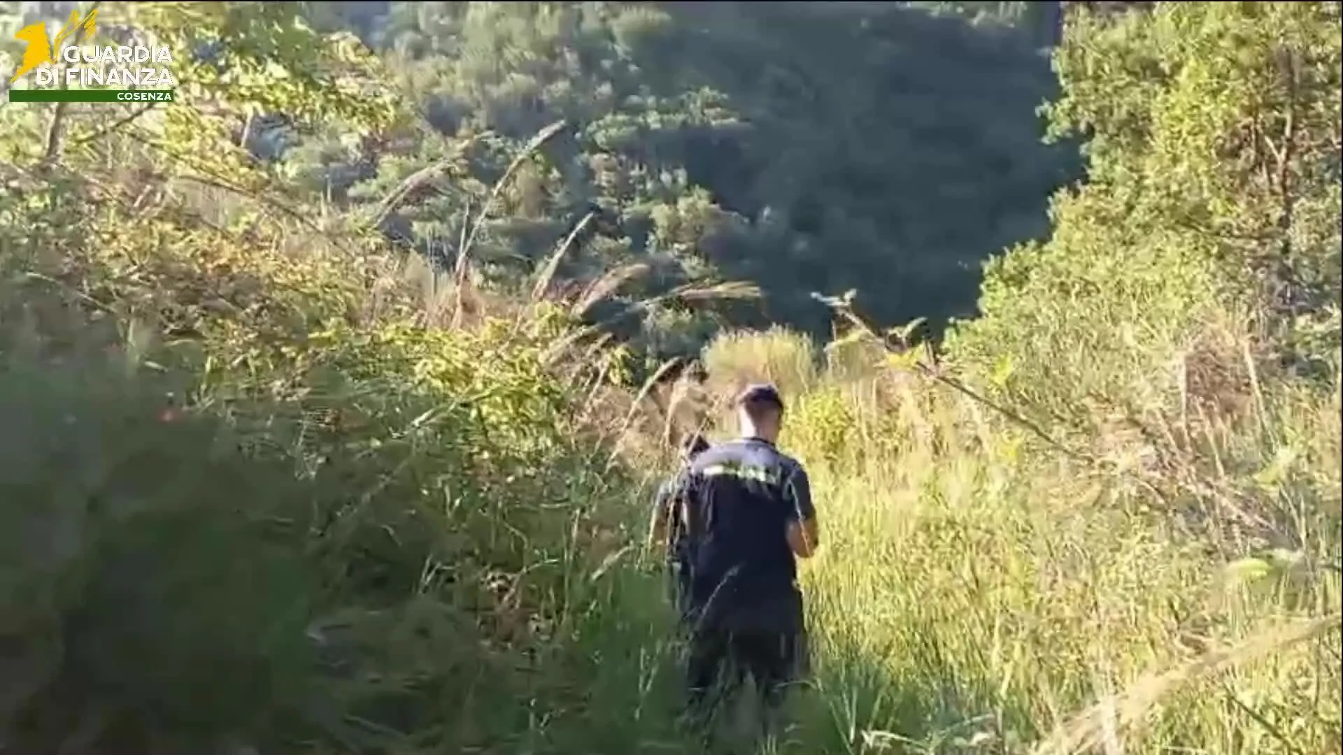 Bonifati, sequestrata e distrutta piantagione di Marijuana