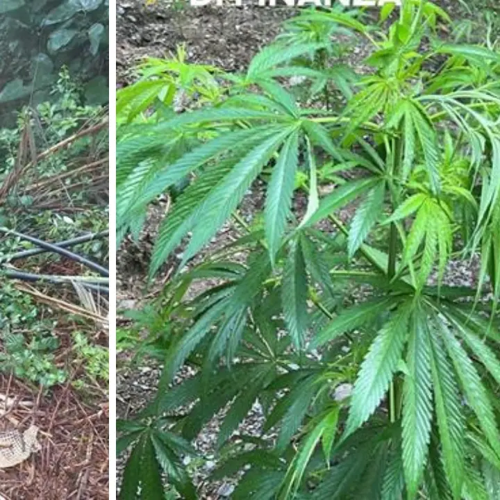 Maxi sequestro di marijuana a Bonifati: le Fiamme Gialle scoprono una coltivazione da 500mila euro | VIDEO