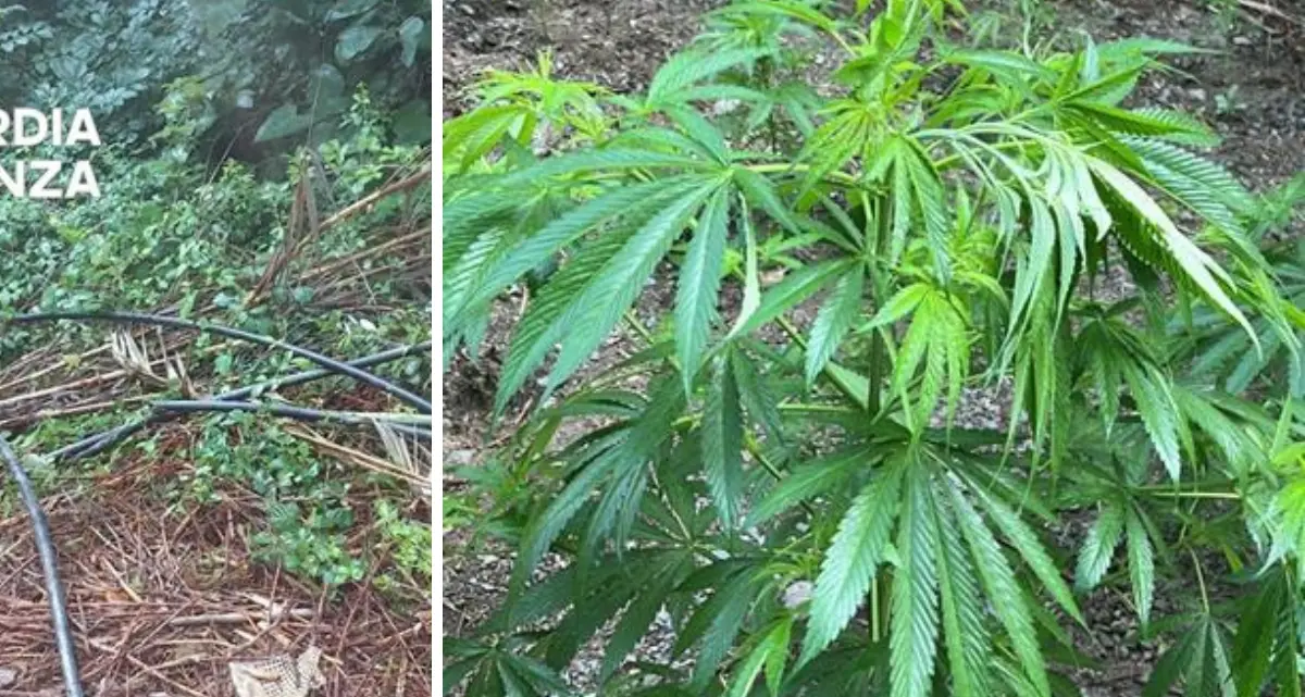<p>Maxi <span style=\"color:hsl(0, 75%, 60%);\">sequestro di marijuana</span>, scoperta piantagione a Bonifati: avrebbe fruttato 500mila euro</p>