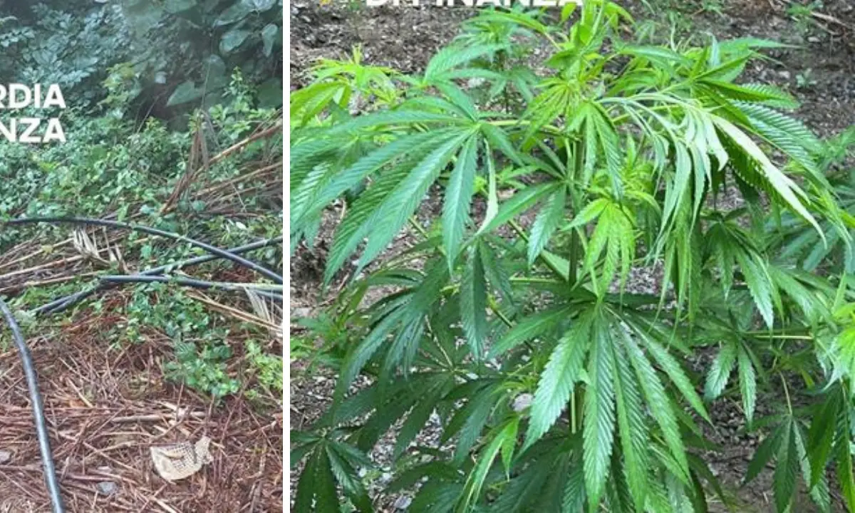Maxi sequestro di marijuana a Bonifati: le Fiamme Gialle scoprono una coltivazione da 500mila euro | VIDEO