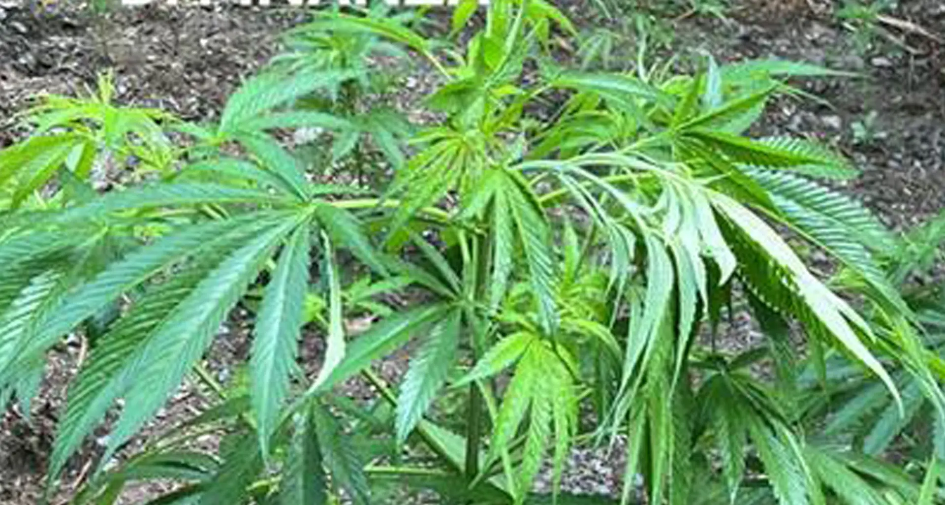 Bonifati, sequestrata e distrutta piantagione di Marijuana