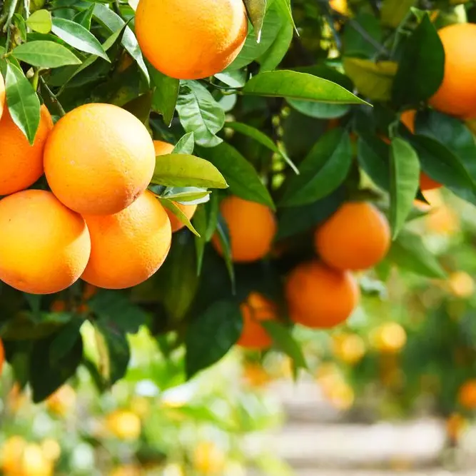 Agricoltura, nasce la rete degli agrumi della Locride\n