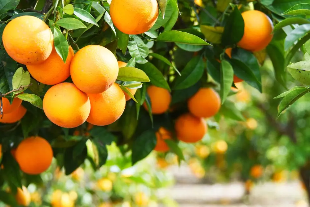 Agricoltura, nasce la rete degli agrumi della Locride\n