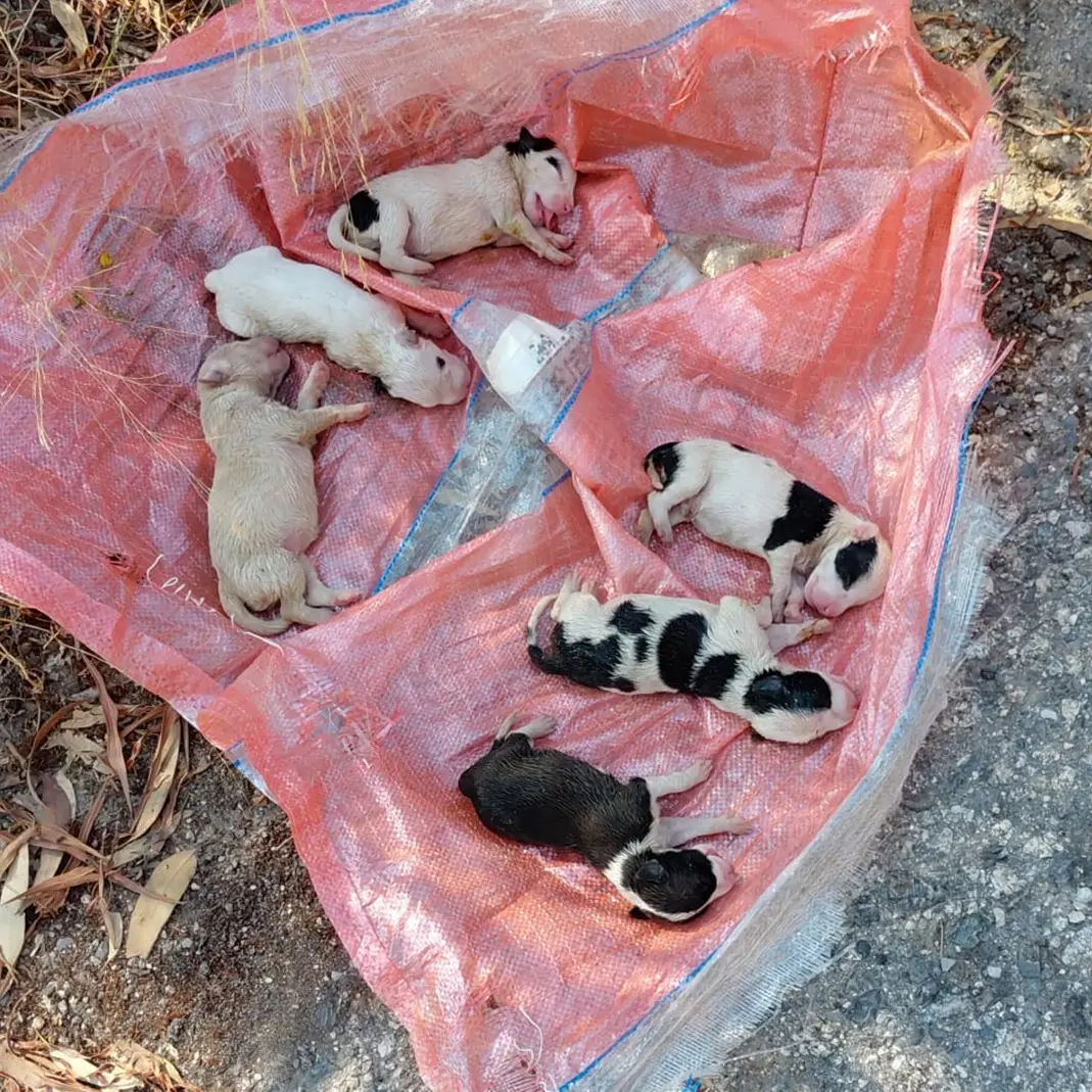 Sei cuccioli sepolti vivi a Caulonia, il Comune: «L'ennesimo atto di crudeltà che non possiamo più tollerare»\n