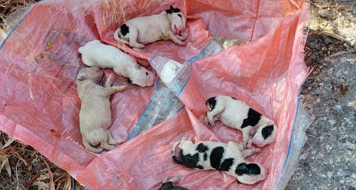 Sei cuccioli sepolti vivi a Caulonia, il Comune: «L'ennesimo atto di crudeltà che non possiamo più tollerare»\n