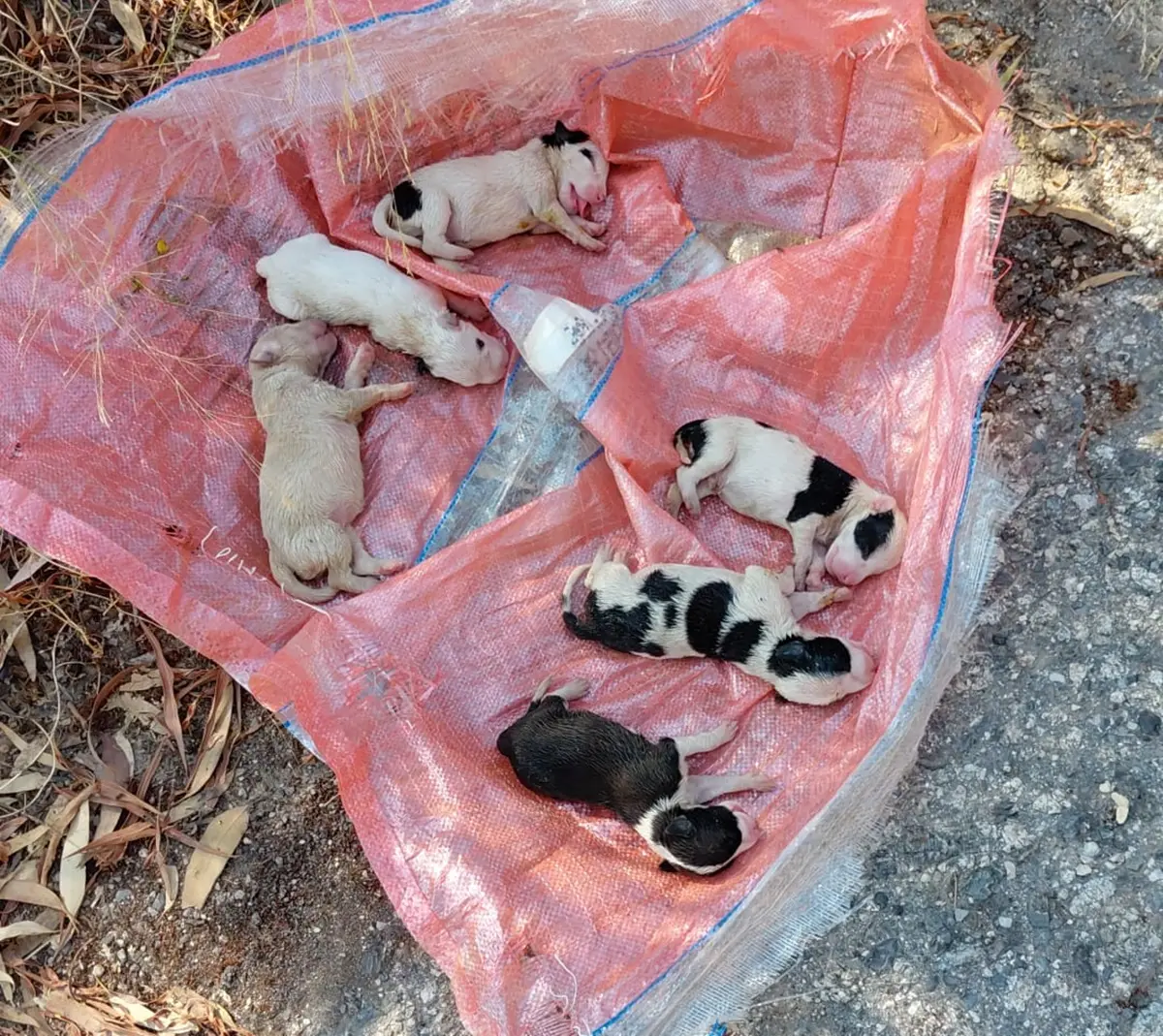 Sei cuccioli sepolti vivi a Caulonia, il Comune: «L'ennesimo atto di crudeltà che non possiamo più tollerare»\n