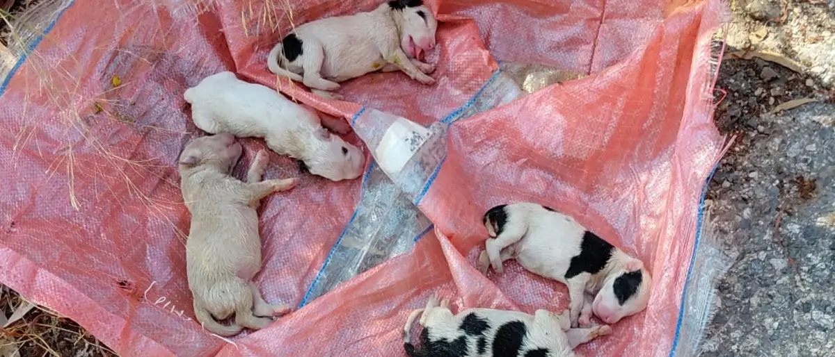 Sei cuccioli sepolti vivi a Caulonia, il Comune: «L'ennesimo atto di crudeltà che non possiamo più tollerare»\n
