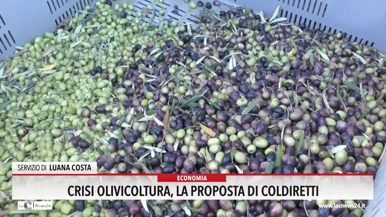 Crisi olivicoltura, la proposta di Coldiretti