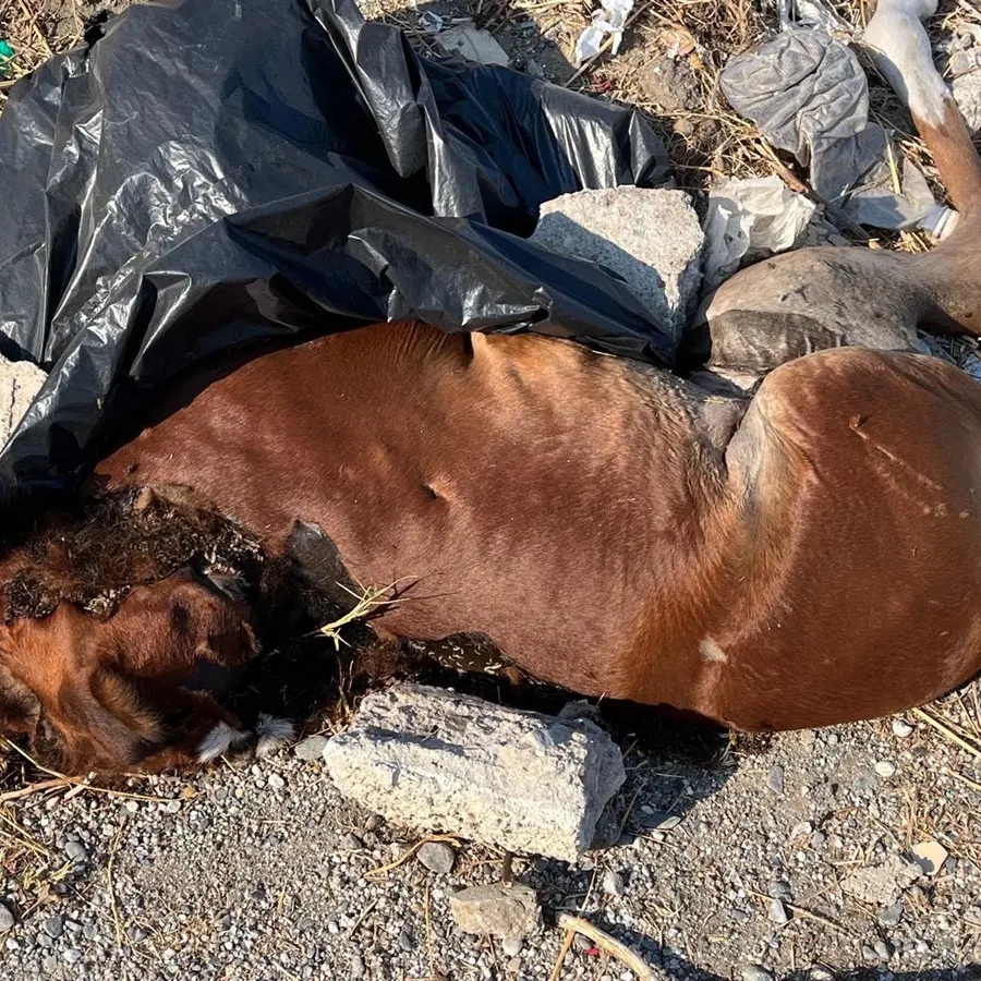 A Bocale un puledro morto abbandonato per strada, i residenti: «L'odore è insopportabile e oggi anche i vermi. Dopo due giorni nessun\u00A0intervento»