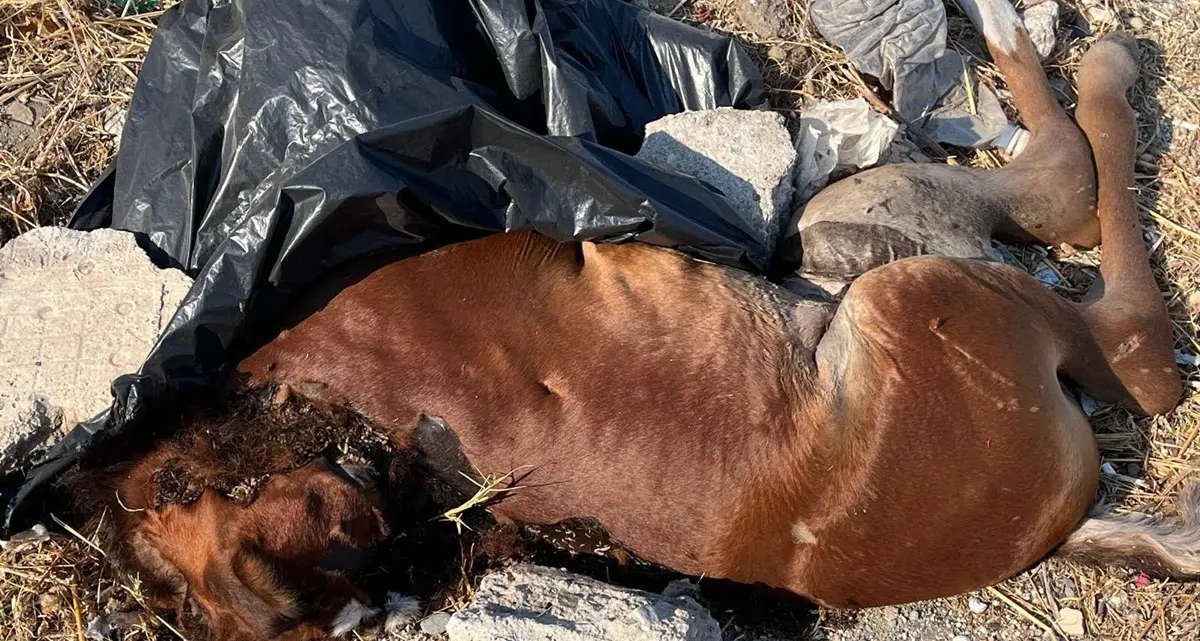 A Bocale un puledro morto abbandonato per strada, i residenti: «L'odore è insopportabile e oggi anche i vermi. Dopo due giorni nessun\u00A0intervento»
