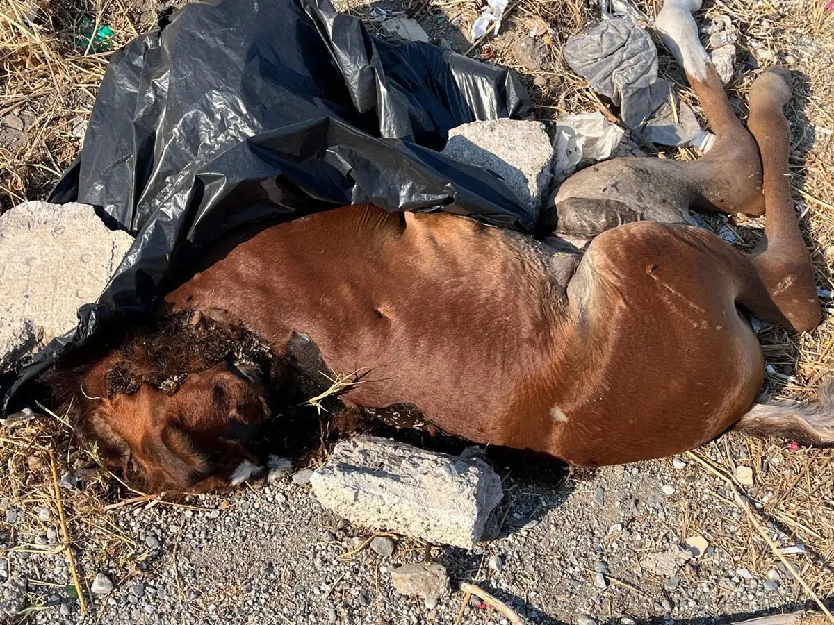 A Bocale un puledro morto abbandonato per strada, i residenti: «L'odore è insopportabile e oggi anche i vermi. Dopo due giorni nessun\u00A0intervento»