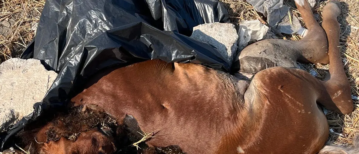A Bocale un puledro morto abbandonato per strada, i residenti: «L'odore è insopportabile e oggi anche i vermi. Dopo due giorni nessun\u00A0intervento»
