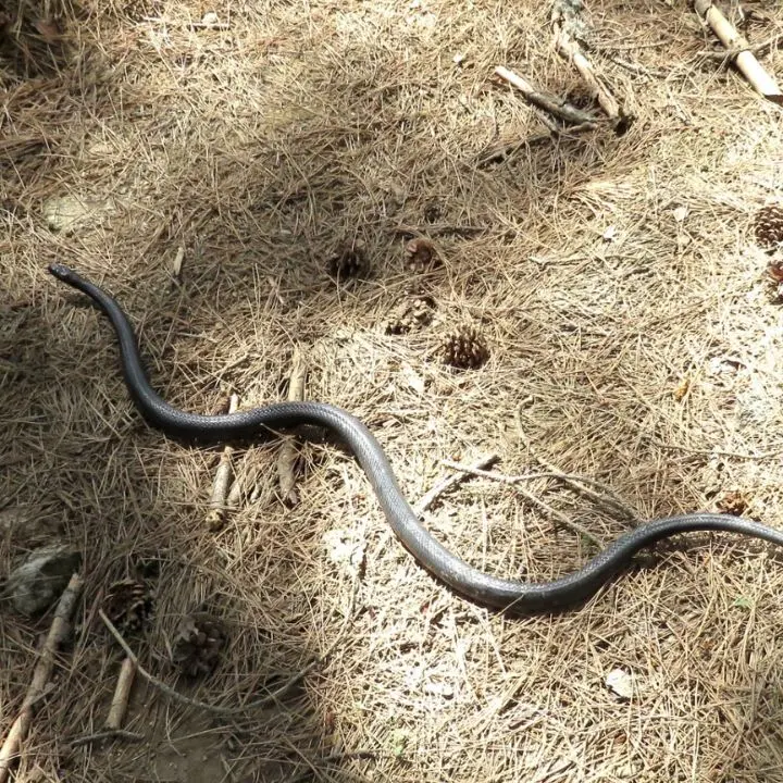 Grosso serpente in pericolo sul lungolago di Lorica salvato da un esperto fuori servizio\n