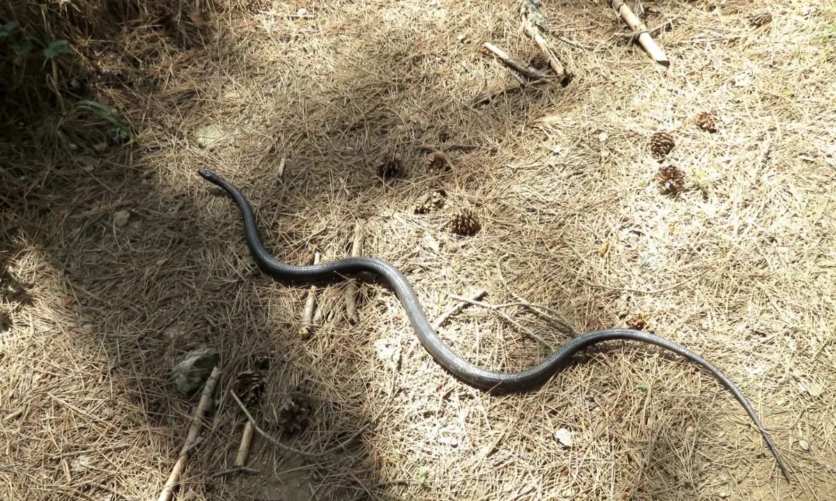 Grosso serpente in pericolo sul lungolago di Lorica salvato da un esperto fuori servizio\n