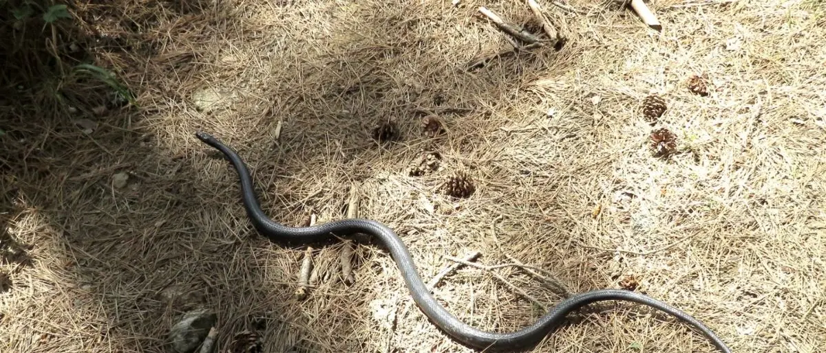 Grosso serpente in pericolo sul lungolago di Lorica salvato da un esperto fuori servizio\n