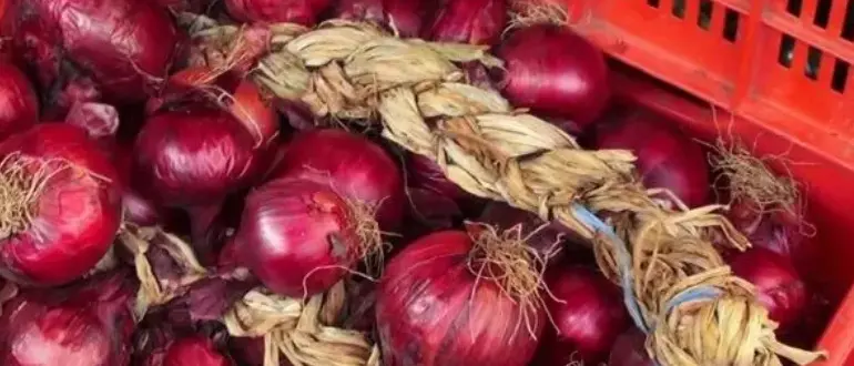 A Campora San Giovanni torna il Festival della Cipolla Rossa: gusto e tradizione in piazza\n