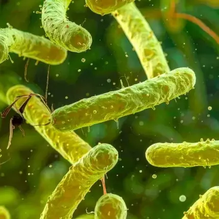 <p>Il batterio mangiacarne nello Stretto di Messina tra Calabria e Sicilia: il Vibrio vulnificus c’è ma il rischio va verificato</p>