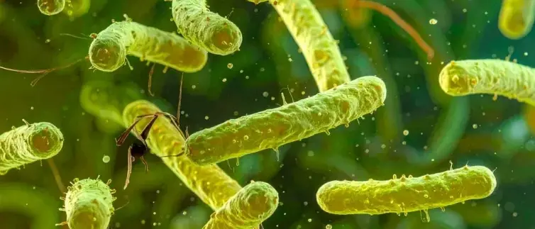 Il batterio mangiacarne nello Stretto di Messina tra Calabria e Sicilia: il Vibrio vulnificus c’è\u00A0ma il rischio va verificato\n