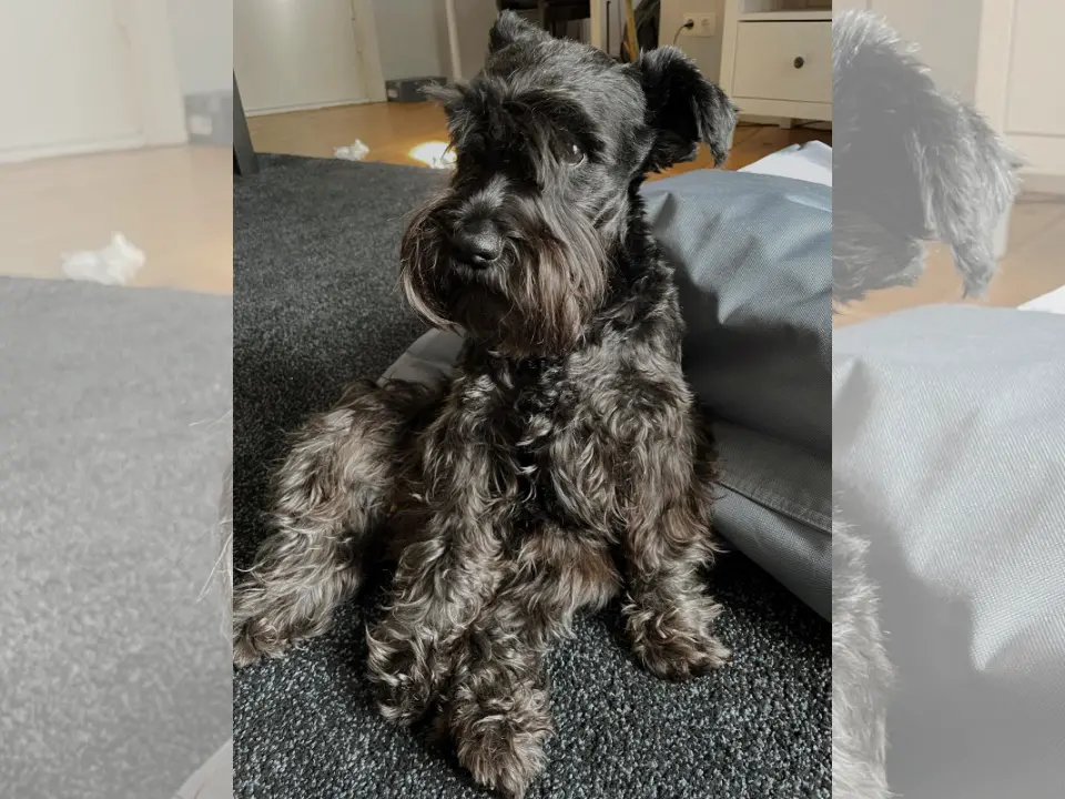 Pizzo, turista denuncia: «La mia cagnolina colpita alla testa con l’asta di un ombrellone». Per le gravi ferite si è resa necessaria l’eutanasia