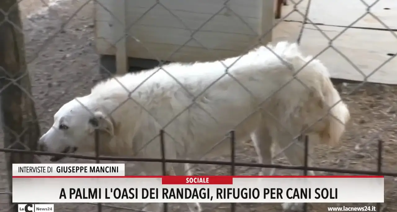 A Palmi l'oasi dei randagi rifugio per i cani soli