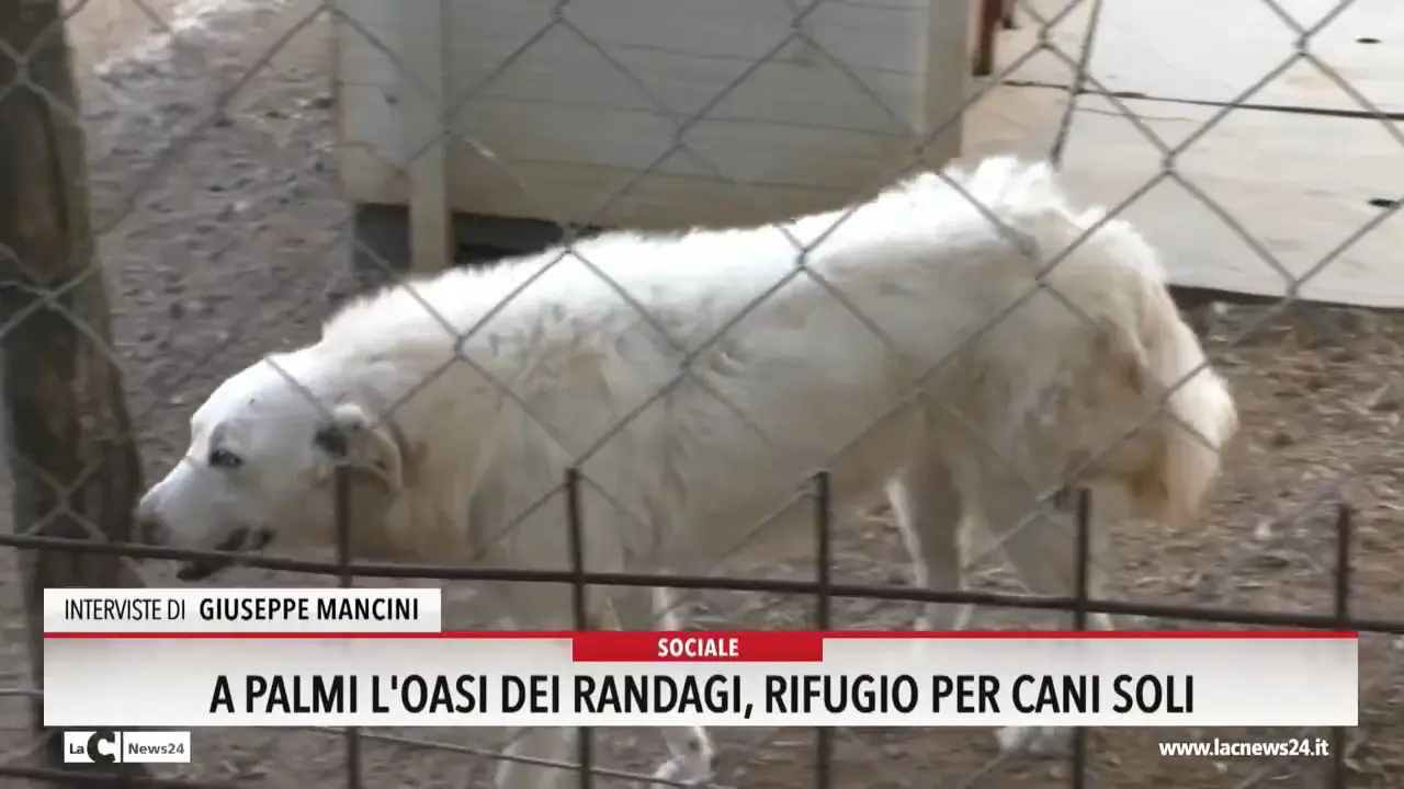 A Palmi l'oasi dei randagi rifugio per i cani soli
