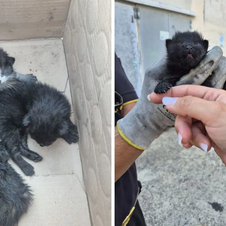 Tre gattini salvati dai Vigili del Fuoco a Rende, ma dopo il recupero resta il nodo della presa in carico\n