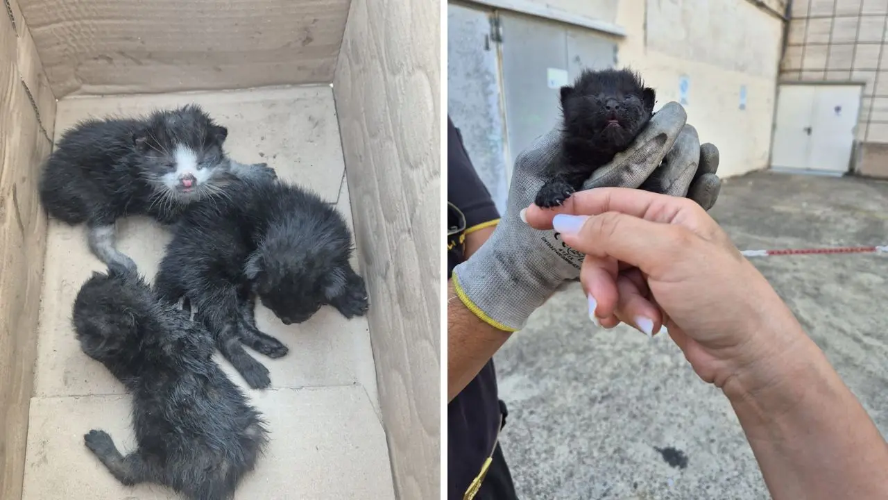 Tre gattini salvati dai Vigili del Fuoco a Rende, ma dopo il recupero resta il nodo della presa in carico\n
