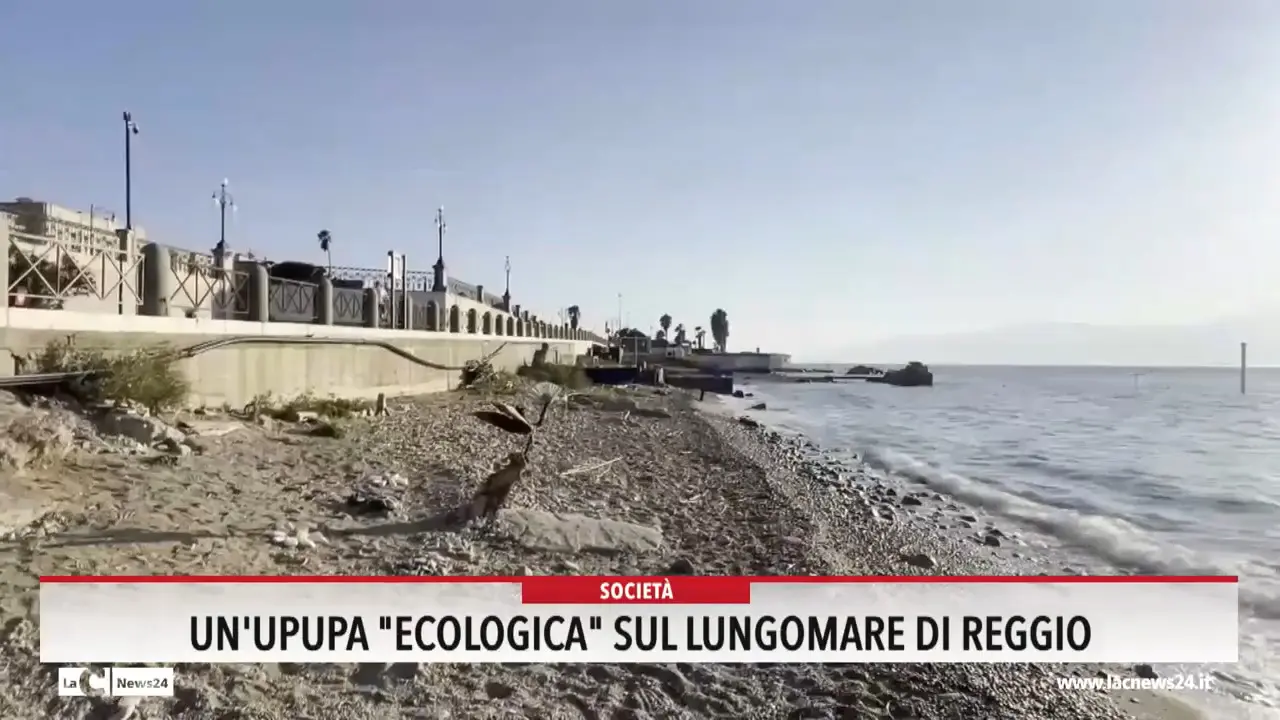 RULLO FERRAGOSTO - un upupa ecologica sul lungomare di reggio