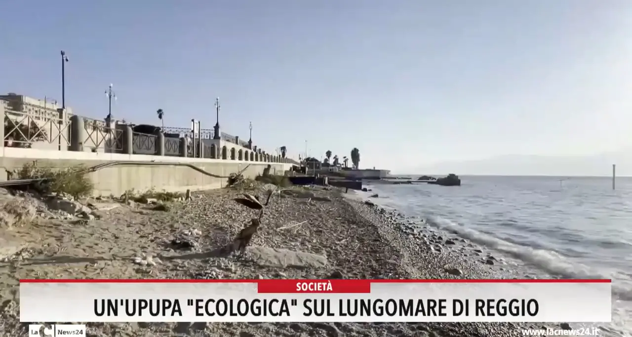 Un'upupa ecologica sul lungomare di Reggio
