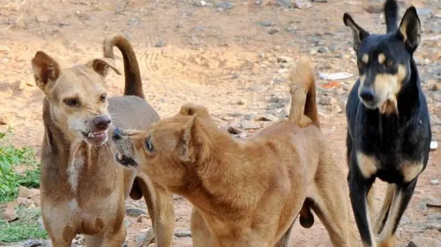 Cani randagi in branco a Camigliatello Silano, cresce l’allarme in via Federici: «Serve un intervento immediato»