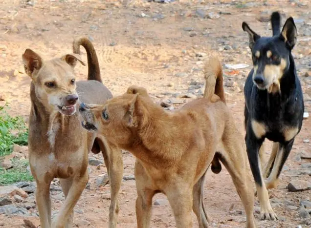 Cani randagi in branco a Camigliatello Silano, cresce l’allarme in via Federici: «Serve un intervento immediato»