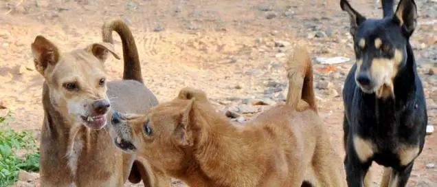 Cani randagi in branco a Camigliatello Silano, cresce l’allarme in via Federici: «Serve un intervento immediato»