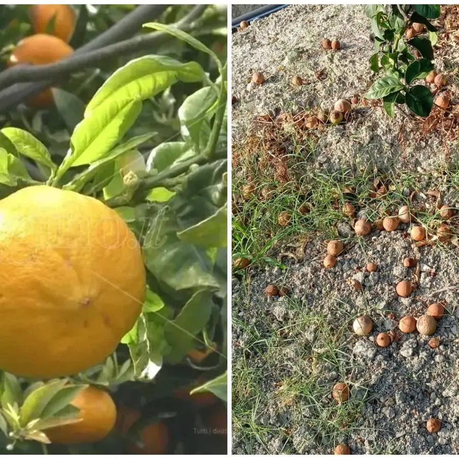Bergamotto, l’oro verde di Reggio alla prova del caldo: la sfida per difendere produzione e qualità\n\n\n