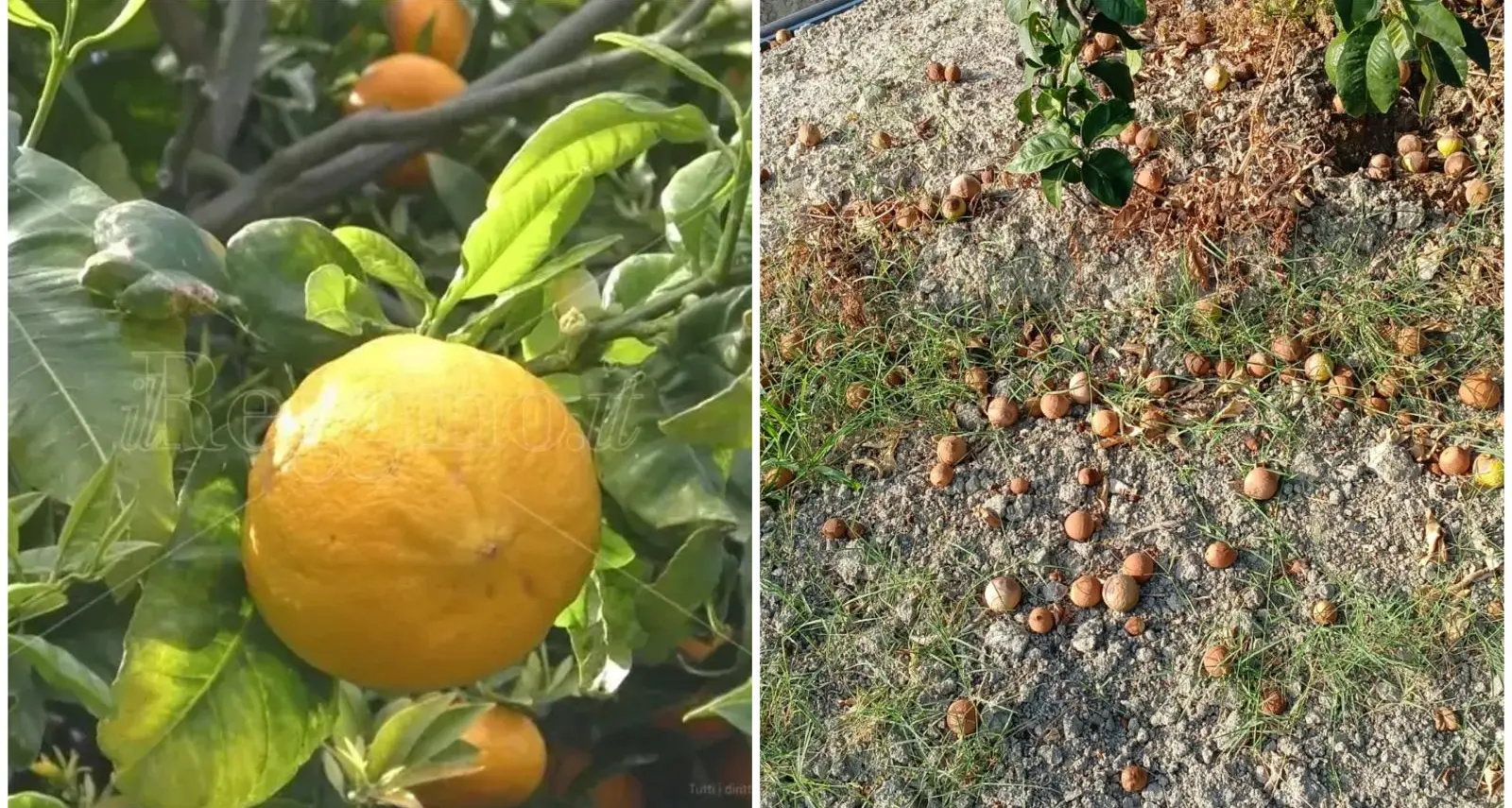 Bergamotto, l’oro verde di Reggio alla prova del caldo: la sfida per difendere produzione e qualità\n\n\n