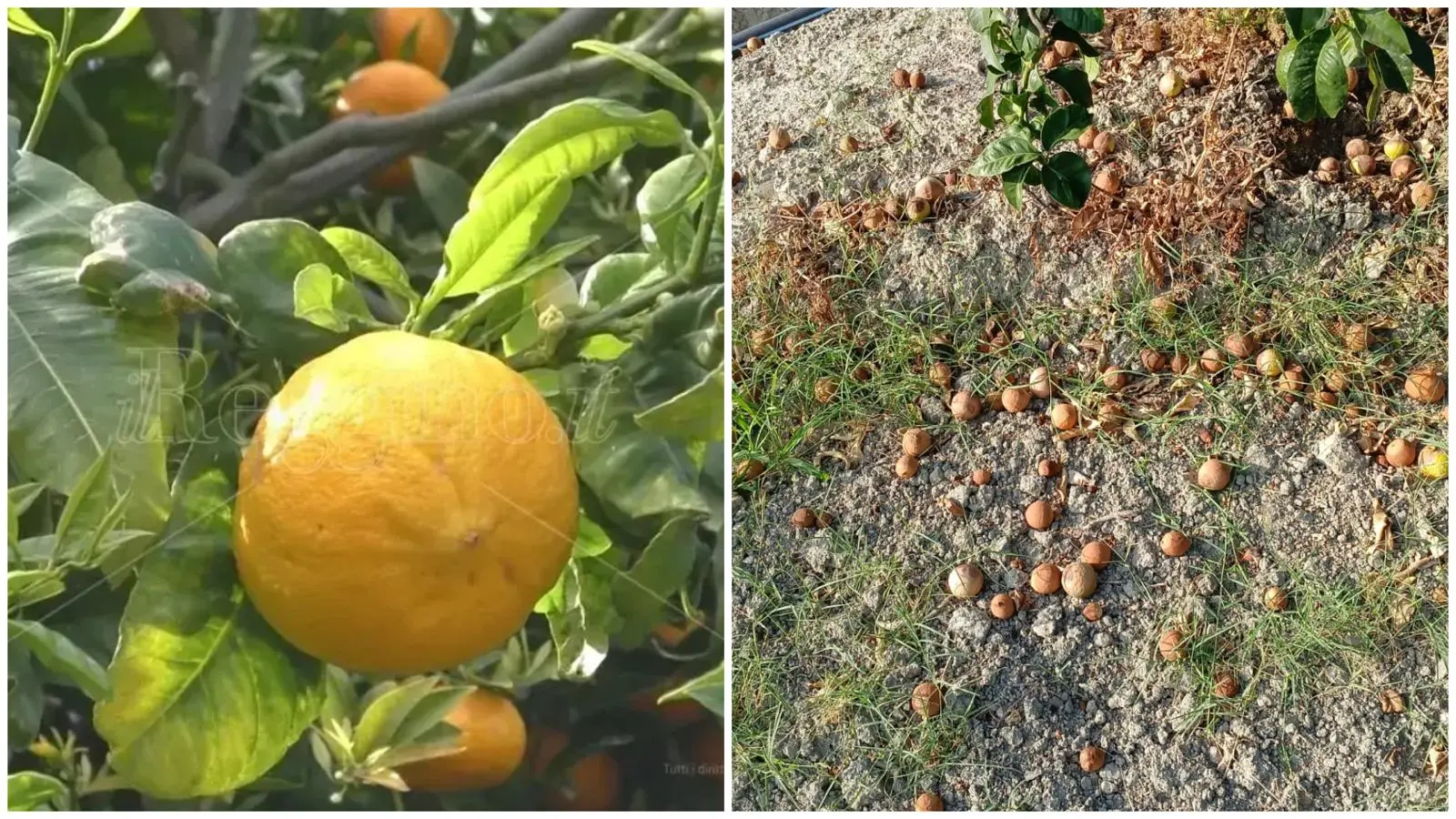 Bergamotto, l’oro verde di Reggio alla prova del caldo: la sfida per difendere produzione e qualità\n\n\n