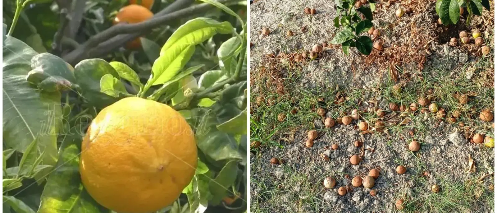 Bergamotto, l’oro verde di Reggio alla prova del caldo: la sfida per difendere produzione e qualità\n\n\n