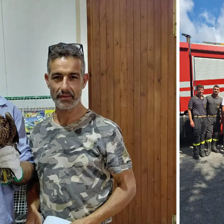 Poiana muore dopo il salvataggio a Tropea: il Wwf\u00A0chiede una rete regionale per la fauna selvatica\n