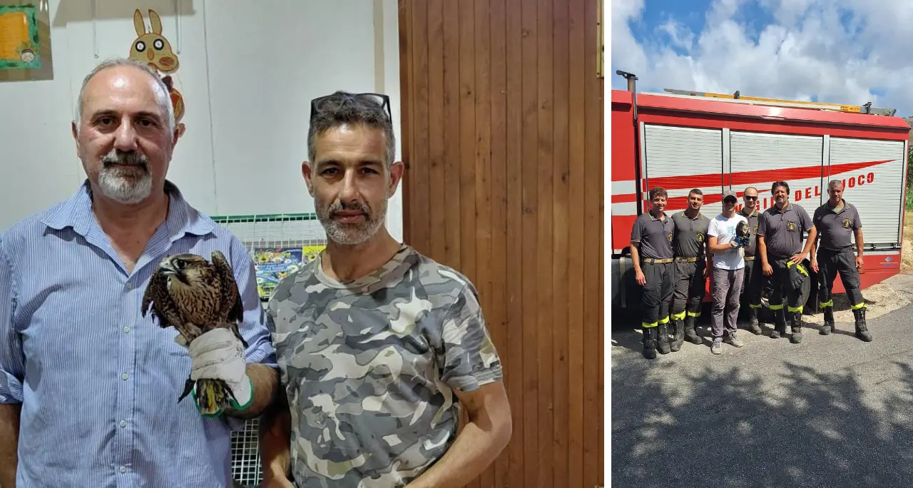 Poiana muore dopo il salvataggio a Tropea: il Wwf\u00A0chiede una rete regionale per la fauna selvatica\n