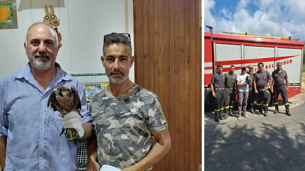 Poiana muore dopo il salvataggio a Tropea: il Wwf\u00A0chiede una rete regionale per la fauna selvatica\n