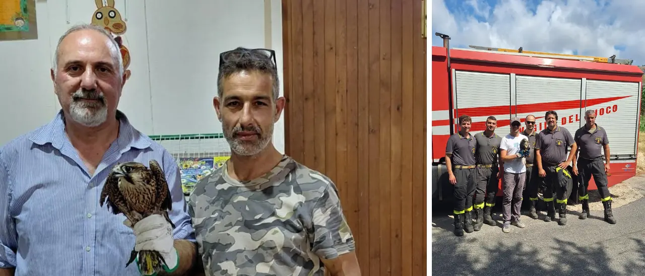 Poiana muore dopo il salvataggio a Tropea: il Wwf\u00A0chiede una rete regionale per la fauna selvatica\n