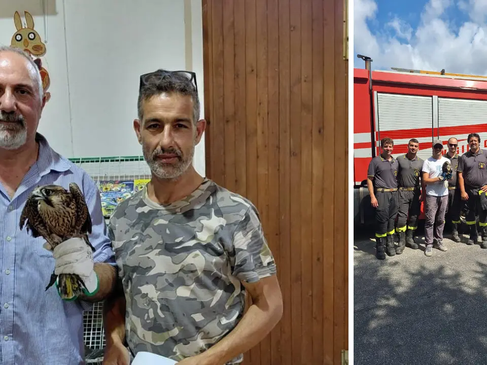 Poiana muore dopo il salvataggio a Tropea: il Wwf chiede una rete regionale per la fauna selvatica
