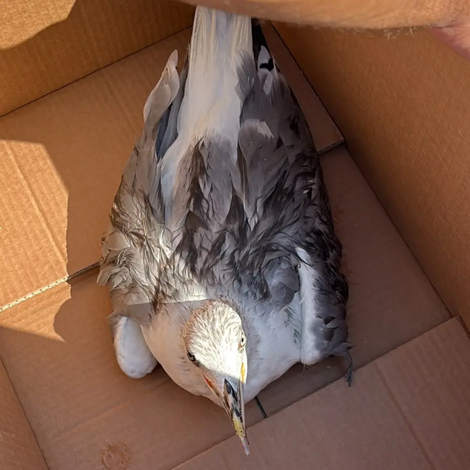 Salvato un gabbiano ferito a Caulonia, Maiolo:\u00A0«Siamo una comunità che si prende cura»\n