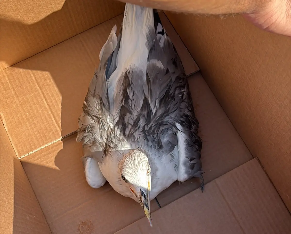 Salvato un gabbiano ferito a Caulonia, Maiolo:\u00A0«Siamo una comunità che si prende cura»\n