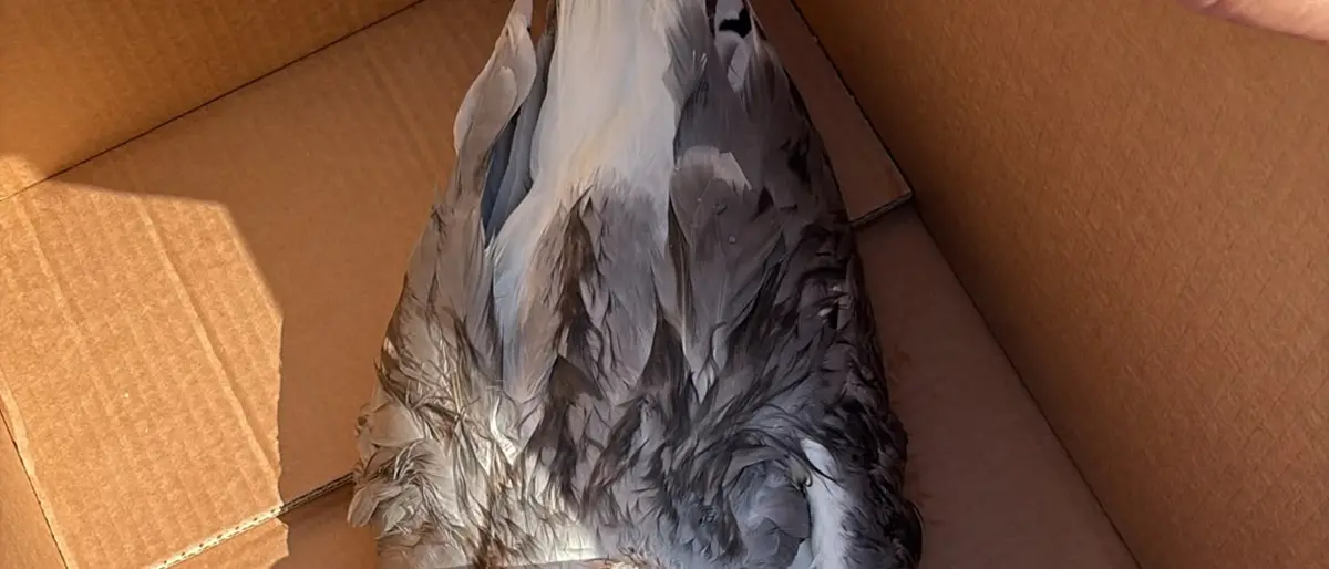 Salvato un gabbiano ferito a Caulonia, Maiolo:\u00A0«Siamo una comunità che si prende cura»\n