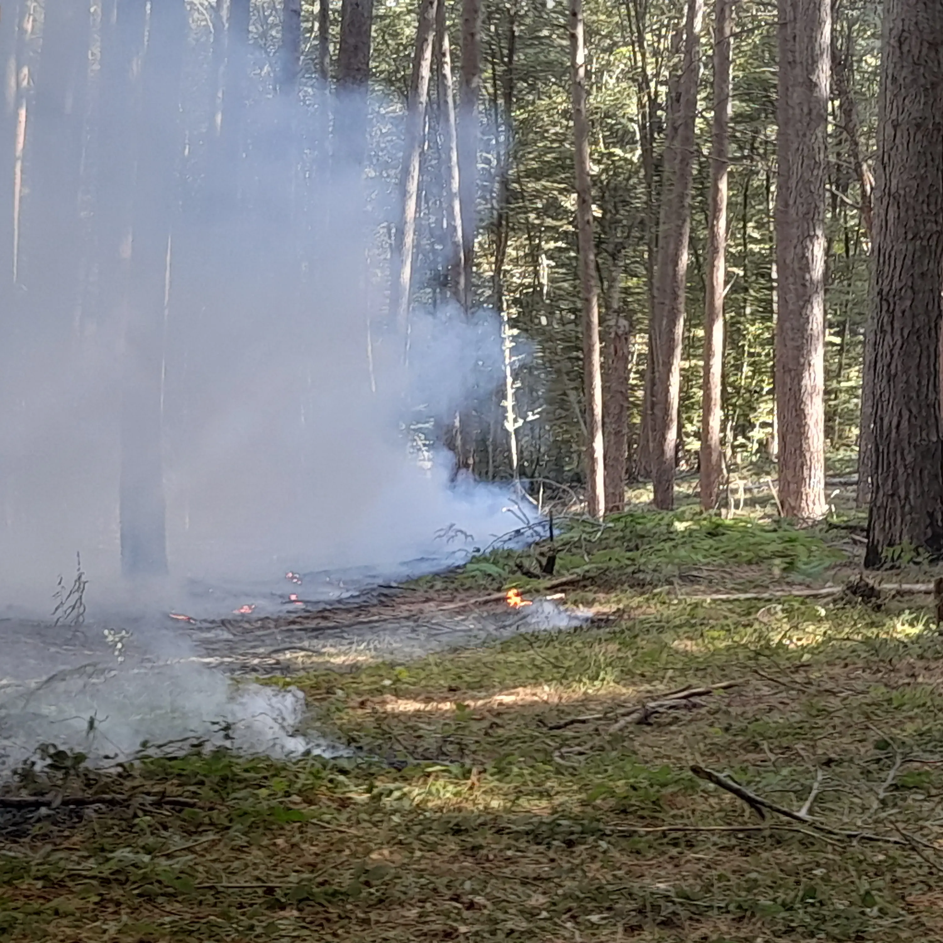 Incendio in Aspromonte, fiamme nell’area del Cippo di Garibaldi: danneggiati alberi secolari\n