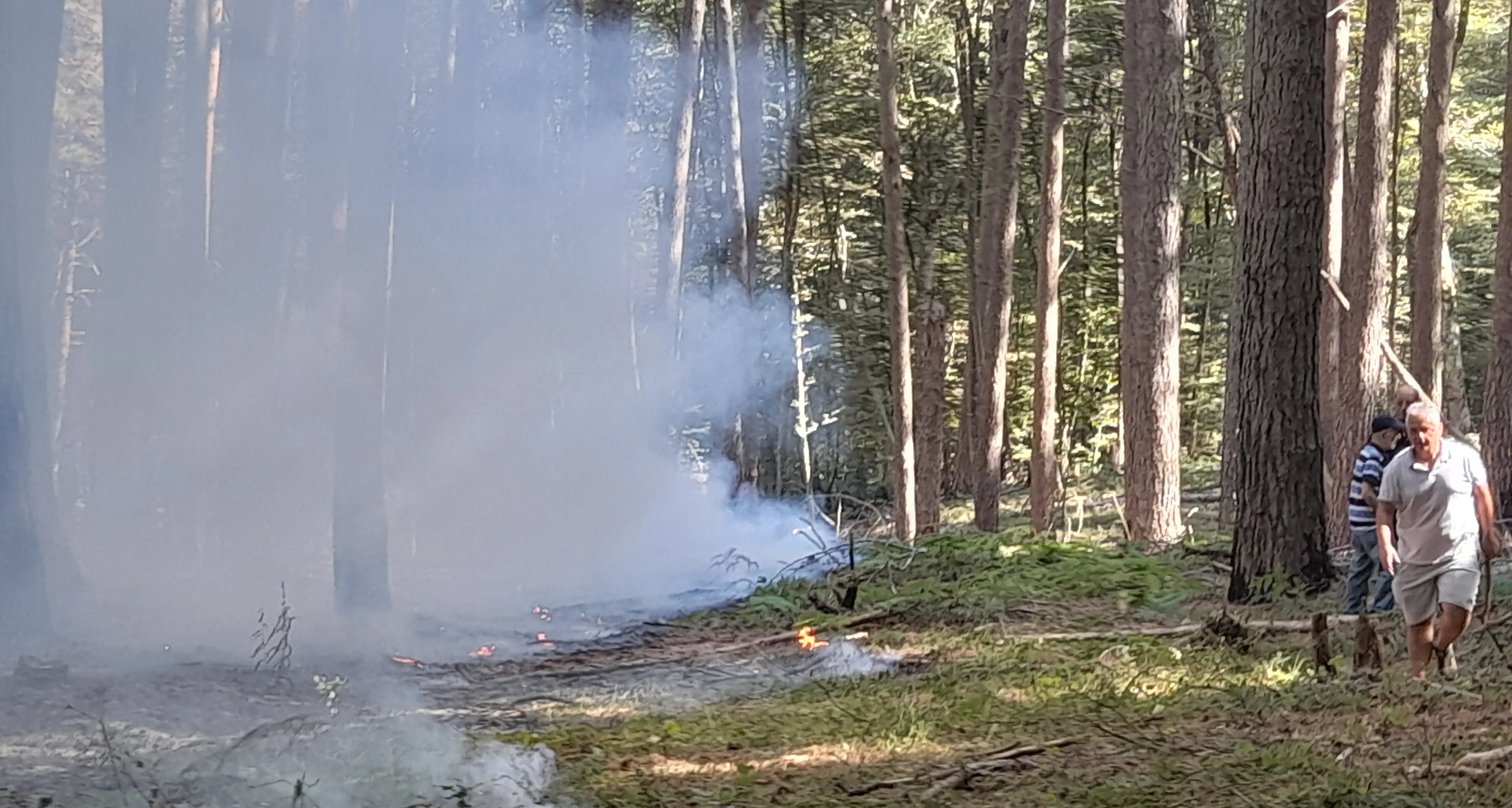 Incendio in Aspromonte, fiamme nell’area del Cippo di Garibaldi: danneggiati alberi secolari\n