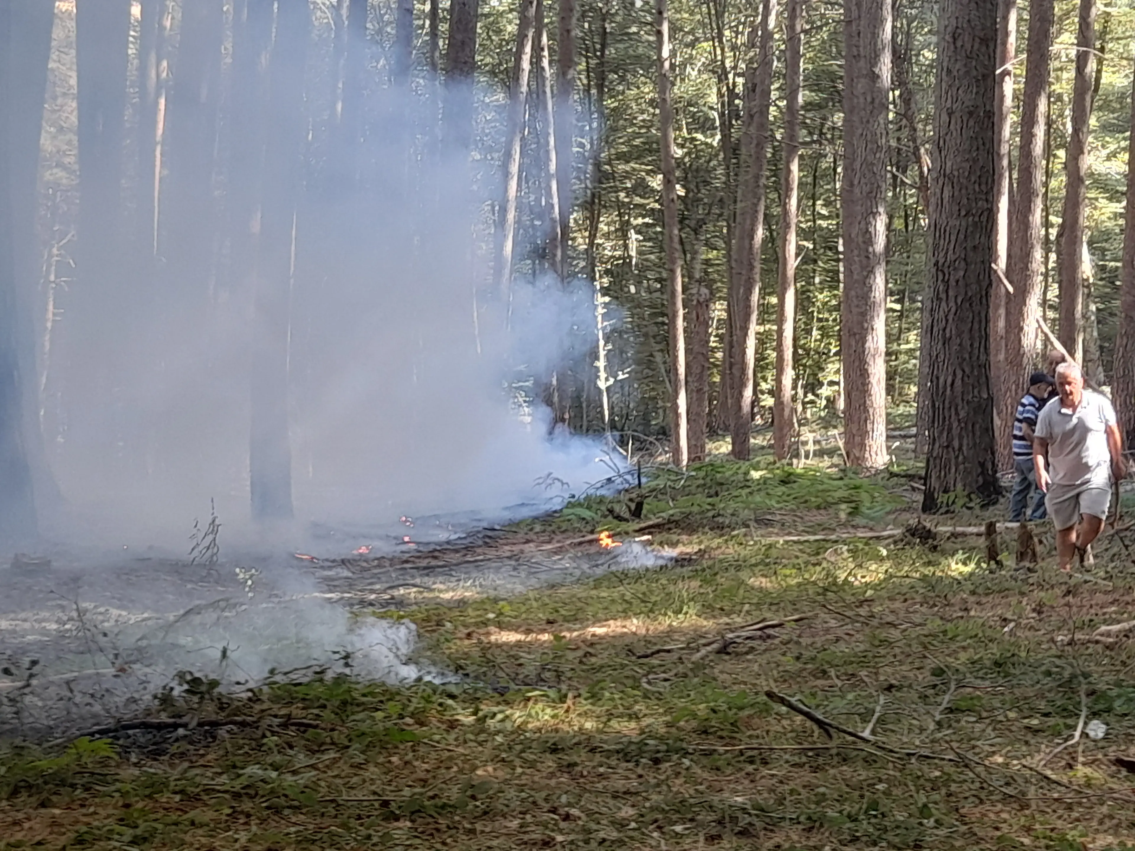 Incendio in Aspromonte, fiamme nell’area del Cippo di Garibaldi: danneggiati alberi secolari\n