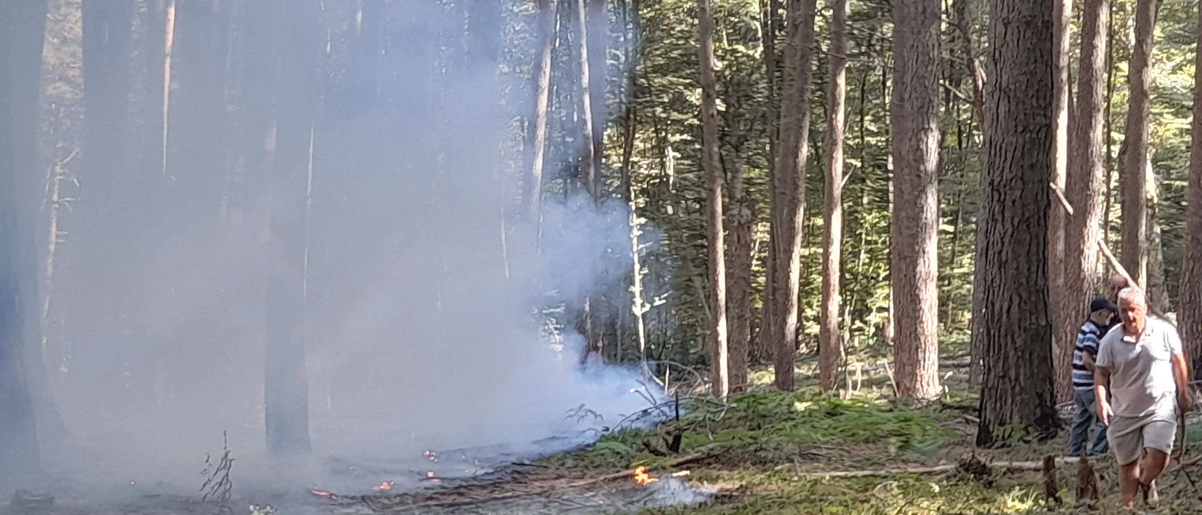 Incendio in Aspromonte, fiamme nell’area del Cippo di Garibaldi: danneggiati alberi secolari\n