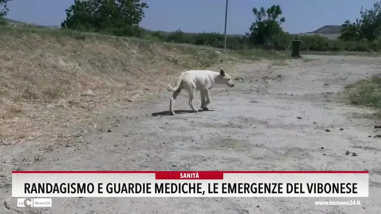 Randagismo e guardie mediche, le emergenze del Vibonese